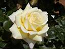 RC024.jpg s[X