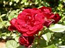 RC074.jpg oOg