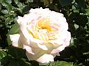 RC085.jpg s[X
