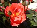 RC113.jpg }_ET`